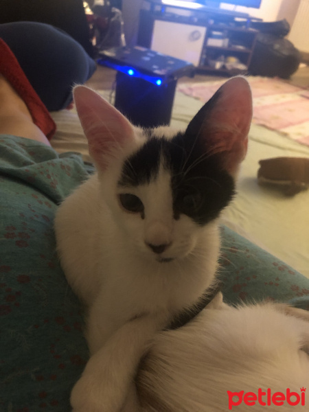 Tekir Kedi, Kedi  Hurma fotoğrafı