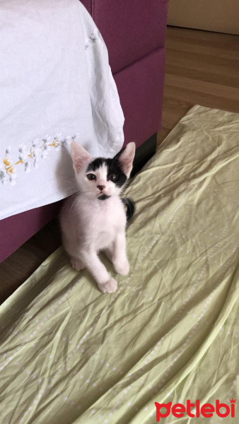 Tekir Kedi, Kedi  Hurma fotoğrafı