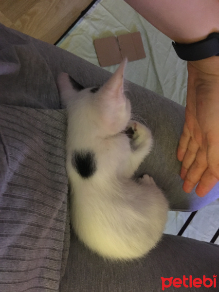 Tekir Kedi, Kedi  Hurma fotoğrafı