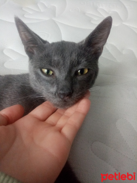 Mavi Rus, Kedi  Duman fotoğrafı