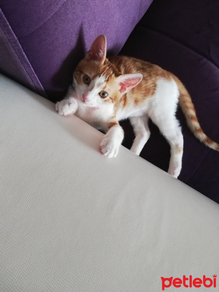 Tekir Kedi, Kedi  Badem fotoğrafı