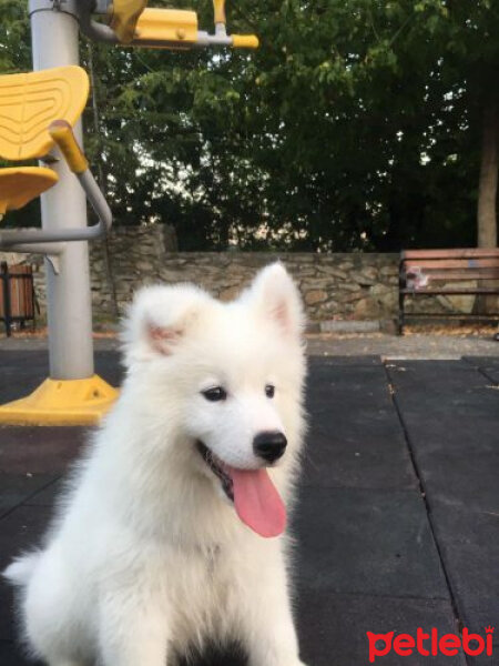 Samoyed, Köpek  Lora fotoğrafı