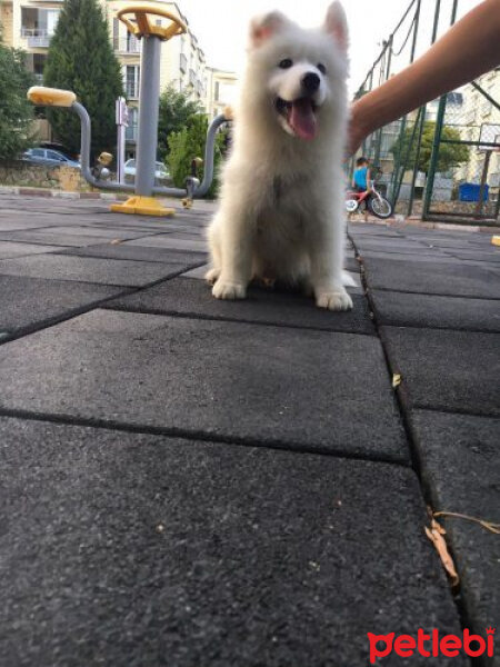 Samoyed, Köpek  Lora fotoğrafı