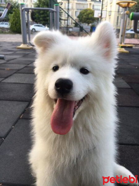 Samoyed, Köpek  Lora fotoğrafı