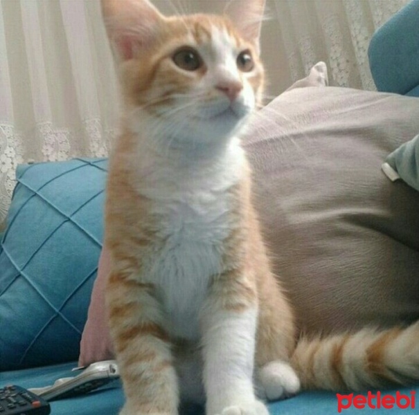Tekir Kedi, Kedi  Şanslı fotoğrafı