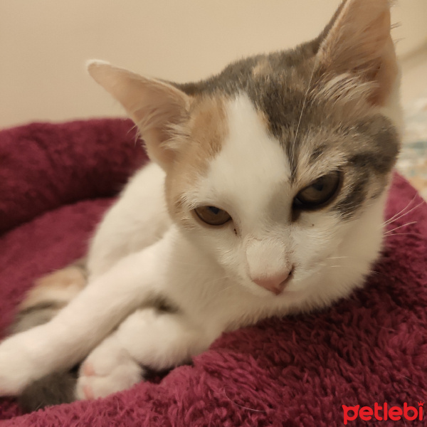 Tekir Kedi, Kedi  Nunu fotoğrafı