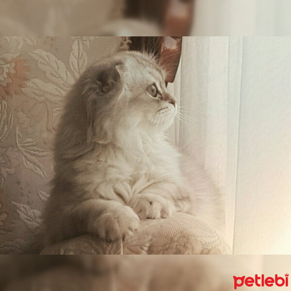 İran Kedisi (Persian), Kedi  Piko fotoğrafı