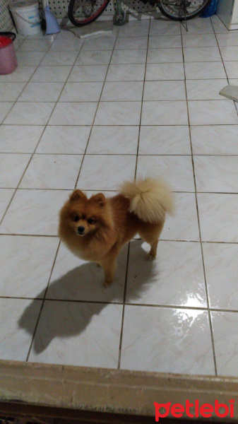 Pomeranyalı, Köpek  Pablo fotoğrafı