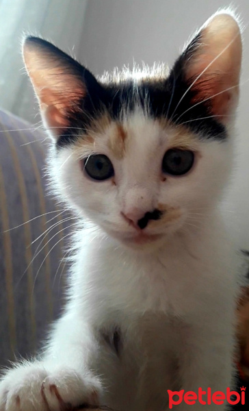 Tekir Kedi, Kedi  Şanslı fotoğrafı