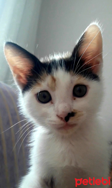Tekir Kedi, Kedi  Şanslı fotoğrafı
