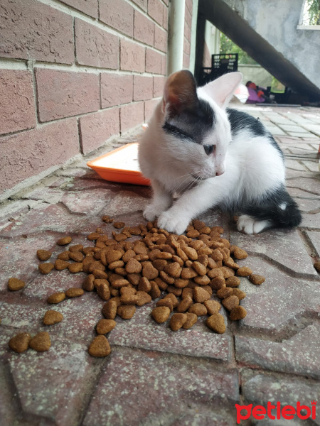 Tekir Kedi, Kedi  . fotoğrafı