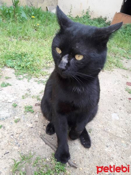 Bombay, Kedi  Kara kapçuk fotoğrafı