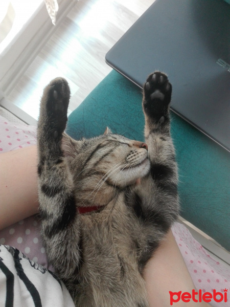 Tekir Kedi, Kedi  Gumbal fotoğrafı