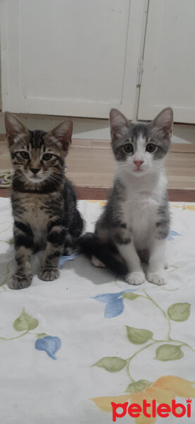 Tekir Kedi, Kedi  Pablo escobar ve tony montana fotoğrafı