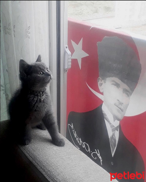 British Shorthair, Kedi  Sabun fotoğrafı