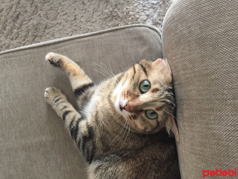 Soke, Kedi  Suşi fotoğrafı