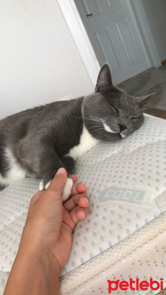 Tekir Kedi, Kedi  Gece fotoğrafı