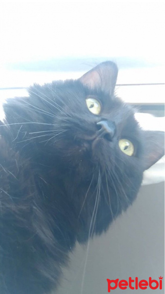 York Chocolate, Kedi  karam fotoğrafı