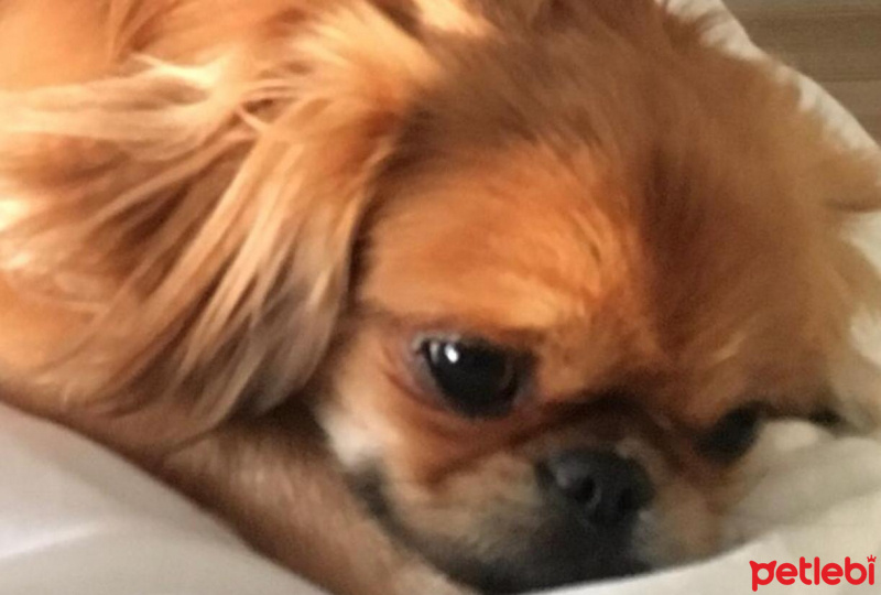 Pekingese, Köpek  Linda fotoğrafı