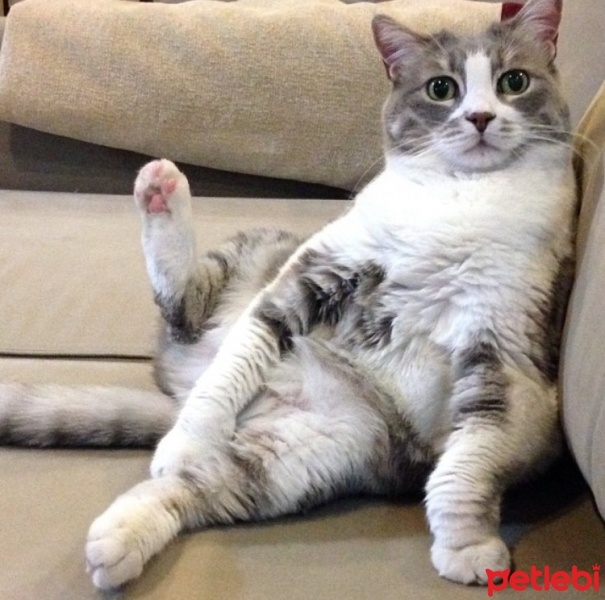 Soke, Kedi  Tıpır fotoğrafı
