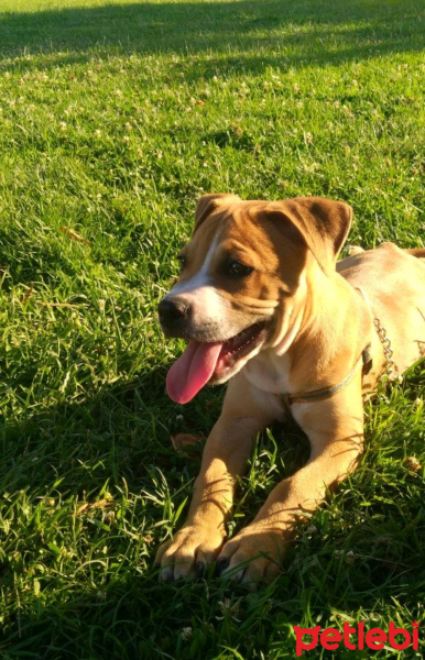 Amerikan Pitbull Terrier, Köpek  Tekila fotoğrafı