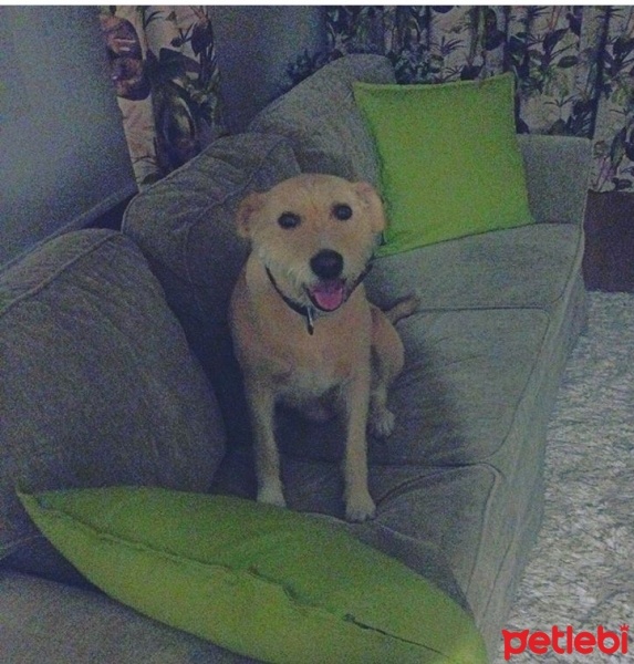 Sokö (Sokak Köpeği), Köpek  Kızım fotoğrafı