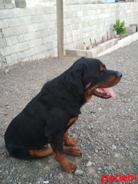 Rottweiler, Köpek  Efe fotoğrafı