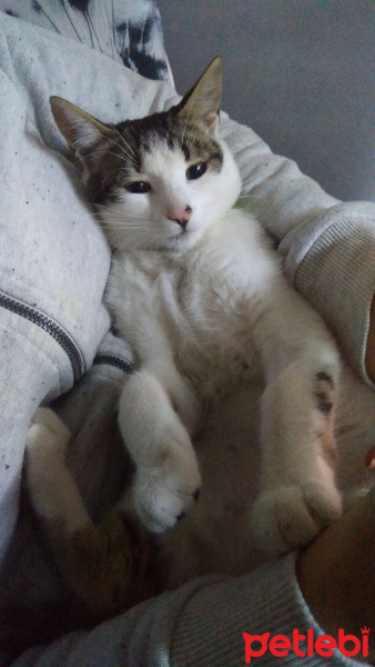 Tekir Kedi, Kedi  Şirin fotoğrafı