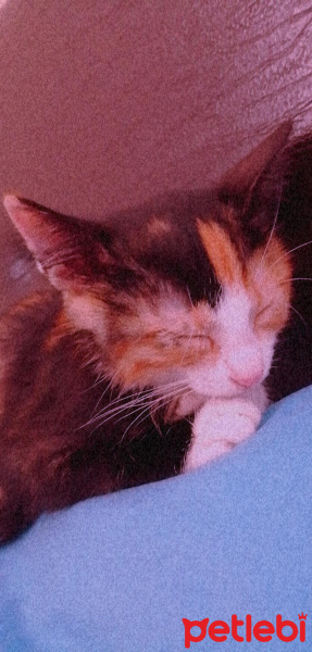 Tekir Kedi, Kedi  çilek fotoğrafı