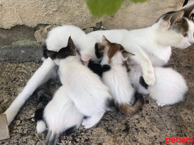 Tekir Kedi, Kedi  Süt kardeşler fotoğrafı