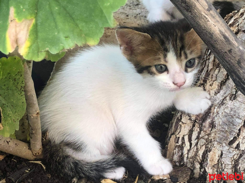 Tekir Kedi, Kedi  Süt kardeşler fotoğrafı