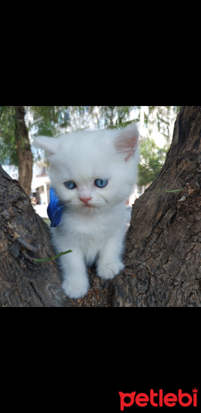 Exotic Shorthair, Kedi  Barney fotoğrafı