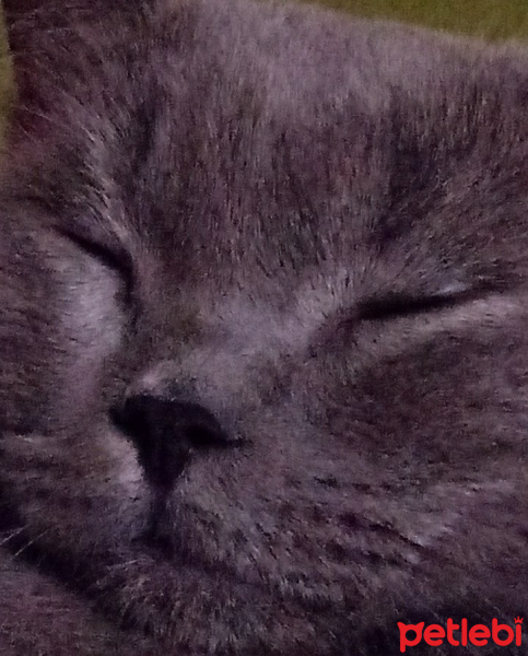 Tekir Kedi, Kedi  Sasuke fotoğrafı