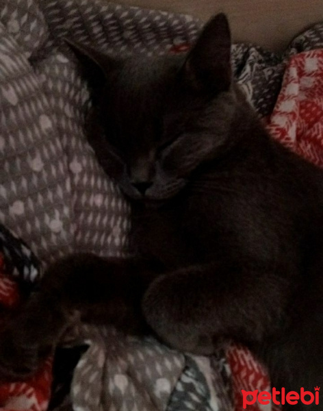 Tekir Kedi, Kedi  Sasuke fotoğrafı