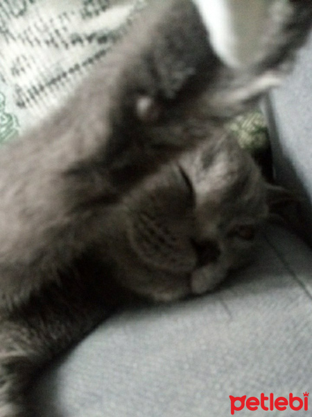 Tekir Kedi, Kedi  Sasuke fotoğrafı