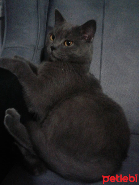 Tekir Kedi, Kedi  Sasuke fotoğrafı