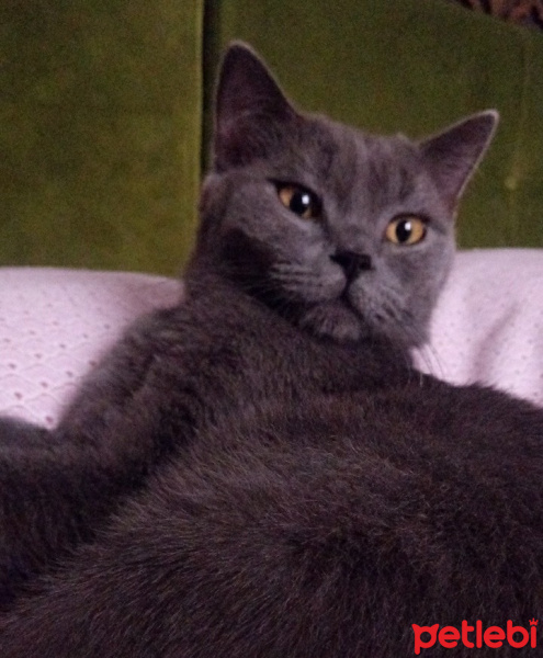 Tekir Kedi, Kedi  Sasuke fotoğrafı