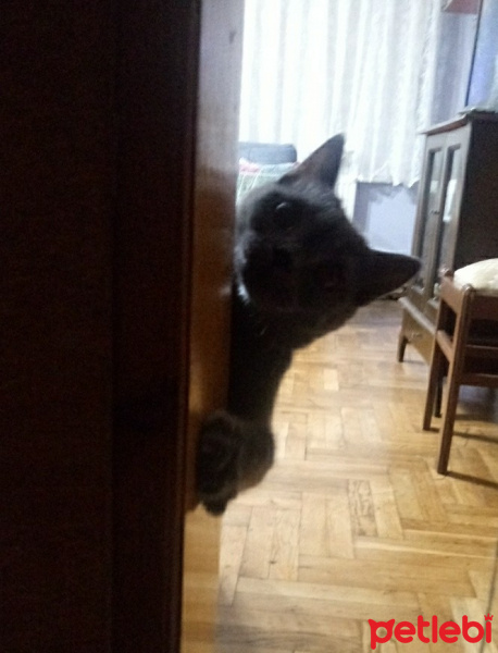 Tekir Kedi, Kedi  Sasuke fotoğrafı