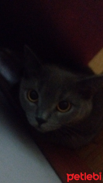 Tekir Kedi, Kedi  Sasuke fotoğrafı