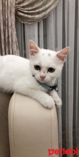 British Shorthair, Kedi  Casper fotoğrafı