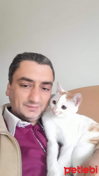 Sarman, Kedi  Paşa fotoğrafı