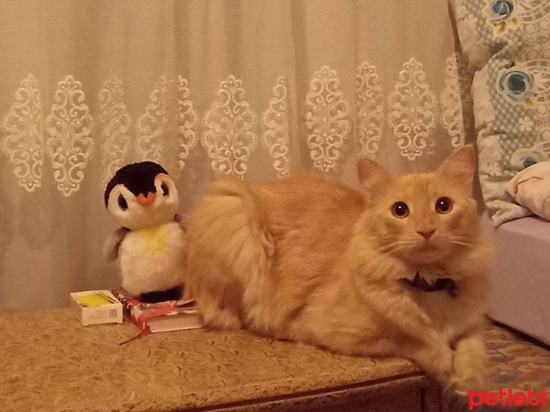 Sarman, Kedi  Boris fotoğrafı