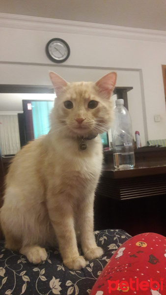 Sarman, Kedi  Boris fotoğrafı