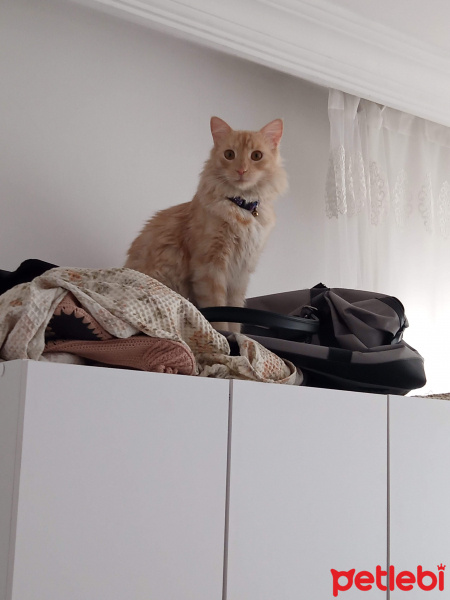 Sarman, Kedi  Boris fotoğrafı