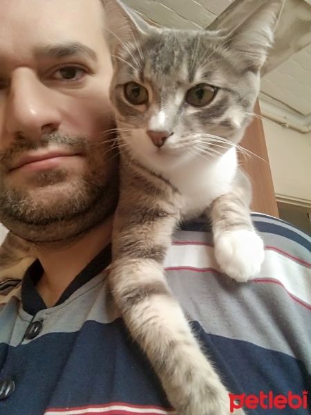 Tekir Kedi, Kedi  Duman fotoğrafı