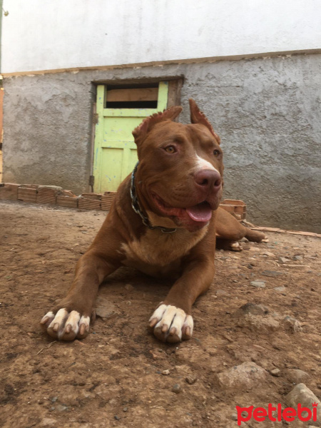 Presa Canario, Köpek  Racky fotoğrafı