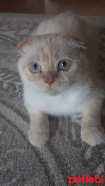 Scottish Fold, Kedi  Şeftali fotoğrafı