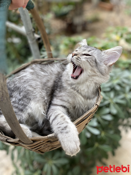 Sarman, Kedi  Coco fotoğrafı