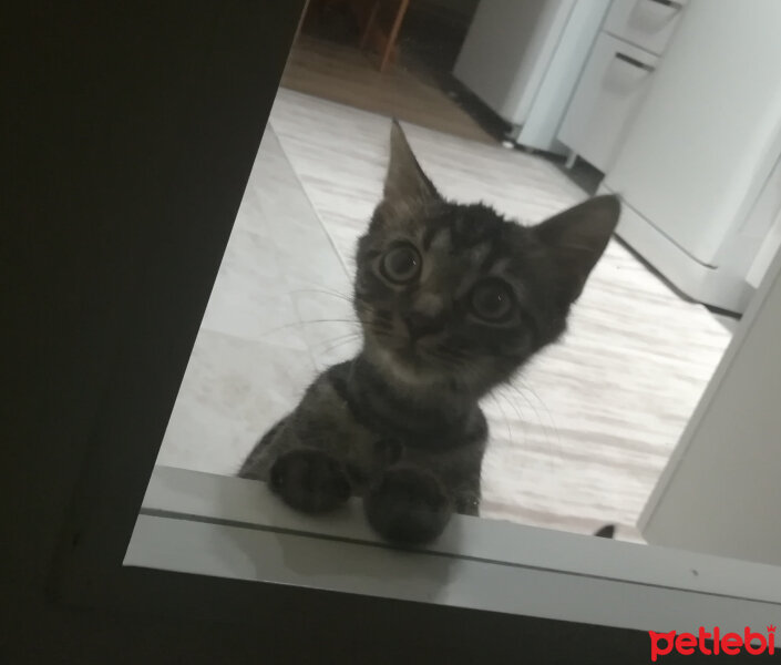 Tekir Kedi, Kedi  Momo fotoğrafı