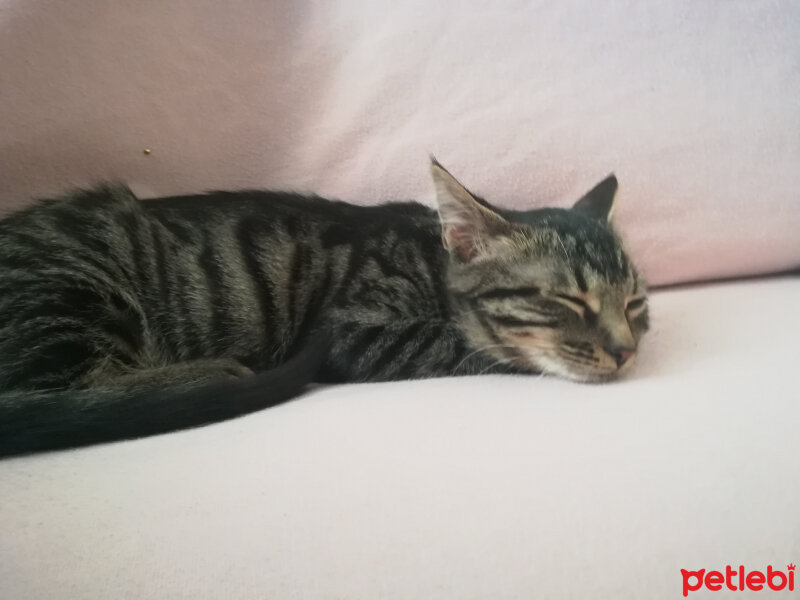 Tekir Kedi, Kedi  Momo fotoğrafı